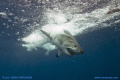   Great White Shark crashes Pacific after full breach. breach  